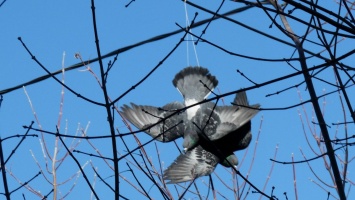 Жители Никополя спасают голубя, который повис на дереве