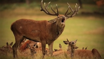 "Лес на замок": в "Синевире" оленей защитили от браконьеров