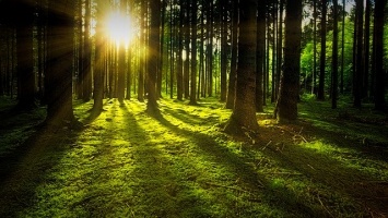 В крымских лесах насчитали 274 млн деревьев
