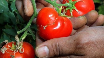 В трех населенных пунктах Запорожской области ввели карантин и запретили вывозить овощи из-за томатной моли