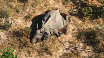 Установлена причина массовой гибели слонов на юге Африки