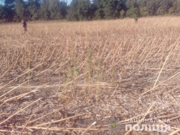 На Харьковщине полицейские ликвидировали наркоплантацию