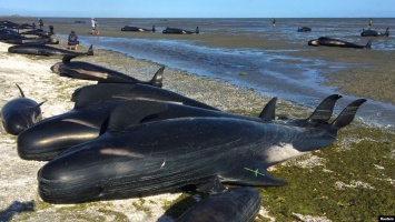 На побережье острова Тасмания массово выбросились киты