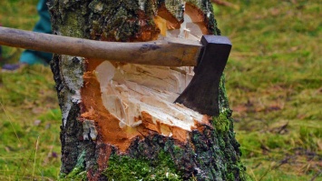 Жителя Днепропетровщины будут судить за незаконную вырубку деревьев