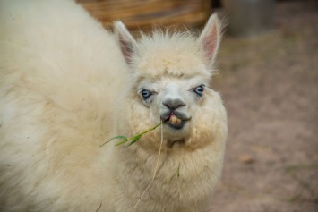 Курьез: сеть развеселила ревнивая лама, плюющаяся в посетителей зоопарка (ВИДЕО)