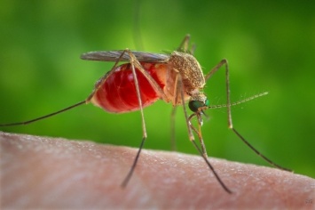 Курьез: в Запорожье собирают средства на лечение комара (ФОТО)