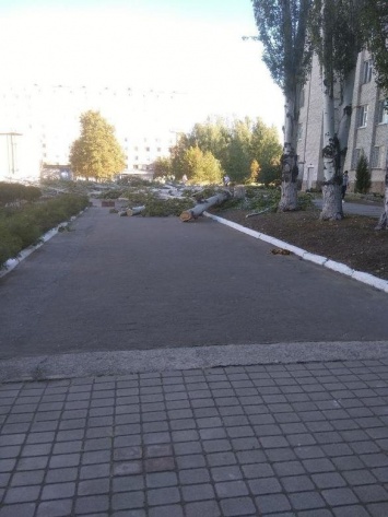 В Луганске спилили тополиную аллею, чтобы деревья не упали на автомобиль «ректора медуниверситета», - ФОТО