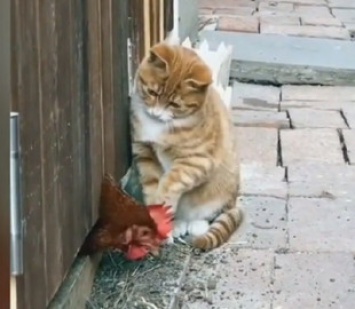 Смешной ролик из Сети: кот проучил курицу за своеволие