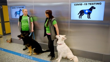 В аэропорту Хельсинки пассажиров начали тестировать на COVID-19 с помощью собак