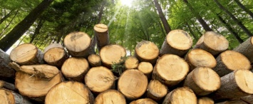 Разработка механизма продажи древесины проходит без привлечения бизнеса - ЕБА