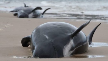 Ученые объяснили, почему сотни дельфинов-гринд выбросились на берег в Австралии