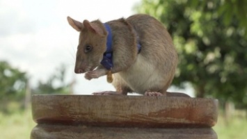 Крысу научили искать взрывчатки и теперь она - герой. Грызуна наградили медалью за храбрость