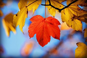Прохладный октябрь и теплый ноябрь - синоптик сделал прогноз на осень