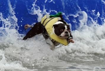 В США провели конкурс собак-серфингистов (ВИДЕО)