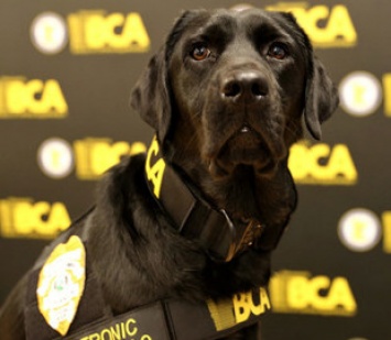 Полицейские собаки научились искать телефоны и флешки