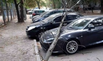 В Запорожье во дворах падали деревья: повреждены три авто (фото, видео)