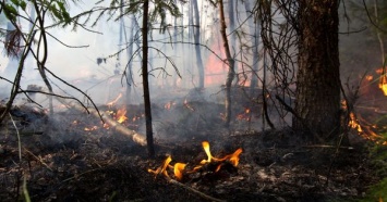 Под Воронежем горят леса: площадь пожара достигла почти 100 га