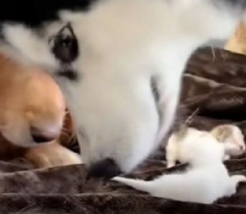 Собака поладила с крошечными котятами: ролик набрал миллионы просмотров