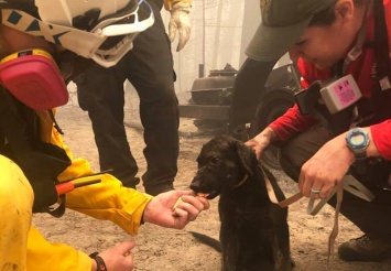 В Калифорнии щенок выжил под руинами сгоревшего дома