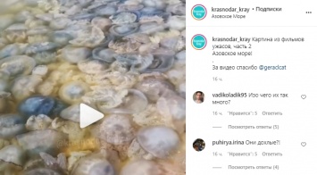 "Зрелище тревожное". На российском курорте мертвые медузы заполонили морское побережье. Фото
