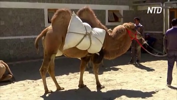 В пограничные войска Индии поступили верблюды (видео)