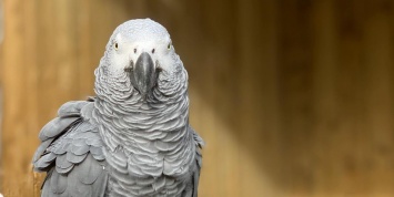В Британии зоопарк спрятал попугаев, которые смеялись над посетителями и матерились