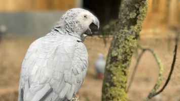 В британском зоопарке пришлось рассадить по разным вольерам попугаев, которые хором «крыли матом и загаром» посетителей