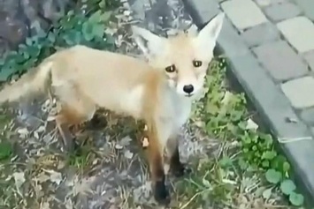 В Бучанском парке погибают лисы