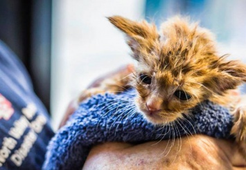 Котенка, похожего на Малыша Йоду, спасли от пожара в США