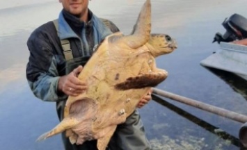 На украинском курорте поймали гигантскую черепаху: фото