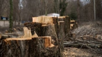 В Запорожской области жителю объявлено подозрение за незаконную вырубку деревьев