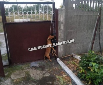 Жестокая расправа над собаками, животных повесили на заборе
