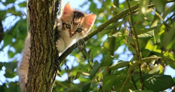 Житель Кировоградщины застрял на дереве, пытаясь снять кота - ГСЧС (ФОТО)