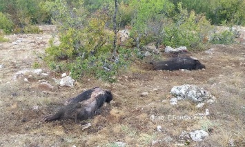 В крымском лесу произошла таинственная массовая гибель диких кабанов (ФОТО)