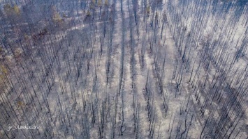 Написано в Facebook: пожары на Луганщине, северодонецкая пустыня и фото на которое невозможно смотреть без слез