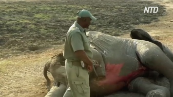 Власти Зимбабве назвали наиболее вероятную причину недавней гибели 34 слонов