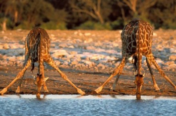 Подборка интересных фактов о жирафах