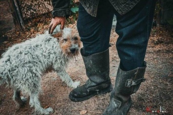 Как помочь животным, которые пострадали от пожаров на Луганщине
