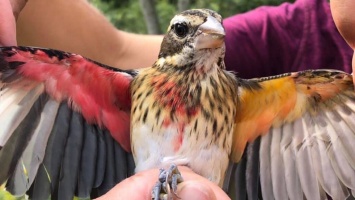 В США обнаружили птицу, у которой левая половина - самка, а правая - самец