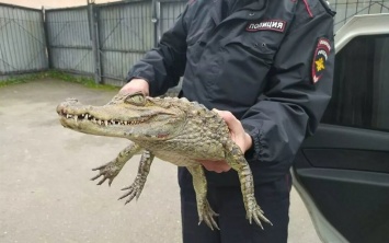 «Гоше холодно»: в России мужчина принес в отделение полиции живого крокодила (ФОТО)