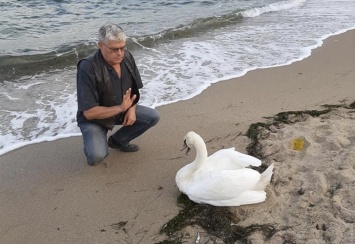Одесситы нашли истощенного лебедя на пляже: птицу забрал на лечение зоопарк