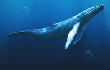 Киты и дельфины находятся под угрозой исчезновения - ученые