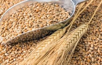 Украинская зерновая ассоциация снизила прогноз урожая