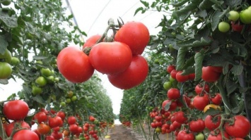 В Украине дорожают помидоры: эксперты объяснили почему