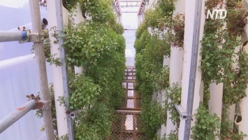 В Гонконге экопродукты стали выращивать в грузовых контейнерах (видео)