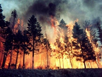 "Это было похоже на огненный шквал" - запорожские спасатели рассказали, как помогали тушить пожары в Луганской области