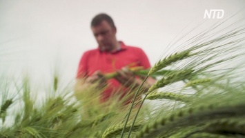 Аргентина стала первой страной в мире, которая утвердила выращивание ГМО-пшеницы
