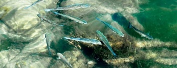Миллионы мальков пиленгаса и другой рыбы покидают нерестилище и выходят в открытое море. Видео