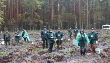 На Житомирщине за сутки высадили 300 тысяч деревьев
