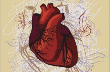 Необычные и малоизвестные факты о человеческом сердце